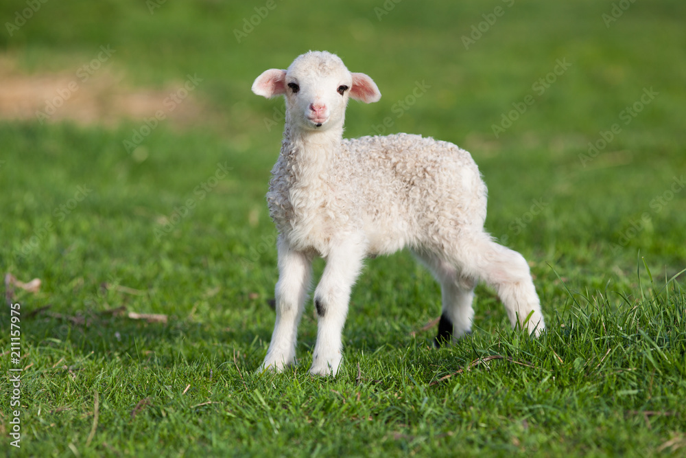 Fototapeta premium portrait of cute little lamb grazing in green spring meadow