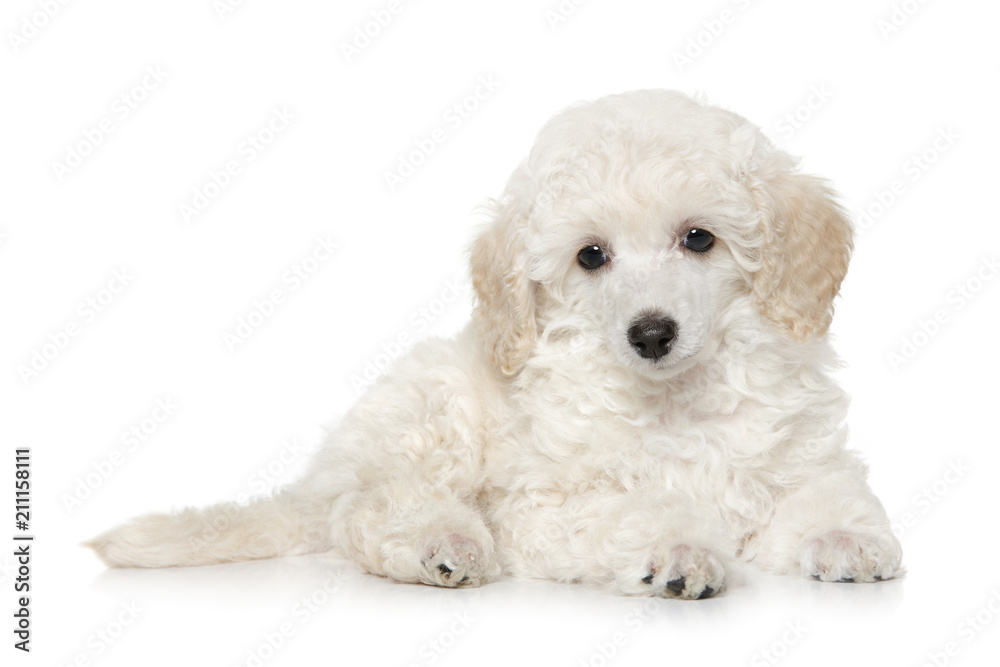 White toy poodle puppy on white background