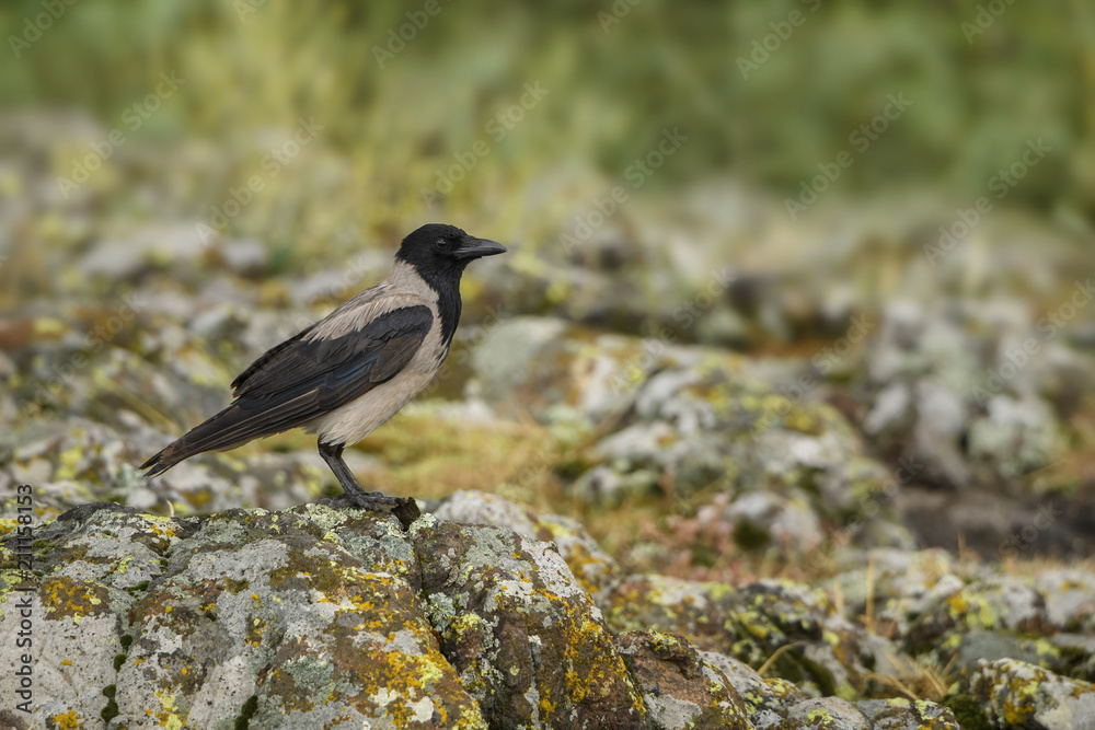 Hooded Crow - Corvus cornix, beatiful black and gray crow from European woodlands, Eastern Rodope mountains, Bulgaria. Hooded Crow - Corvus cornix, beatiful black and gray crow from European woodlands, Eastern Rodope mountains, Bulgaria.
