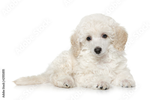 Fototapeta Naklejka Na Ścianę i Meble -  White toy poodle puppy on white background