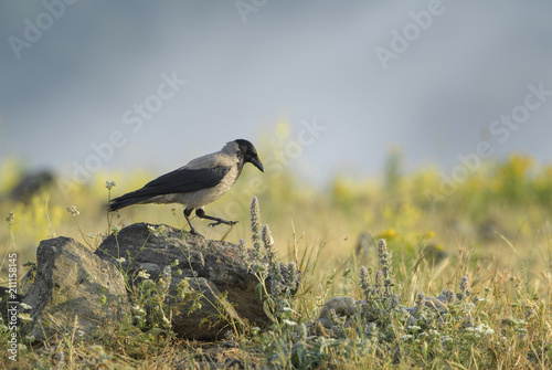 Foto Hooded Crow - Corvus cornix, beatiful black and gray crow from European woodlands, Eastern Rodope mountains, Bulgaria