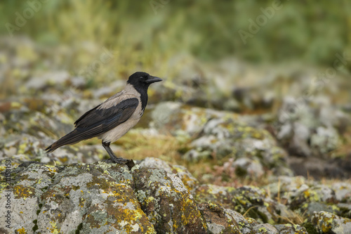 Hooded Crow - Corvus cornix, beatiful black and gray crow from European woodlands, Eastern Rodope mountains, Bulgaria.