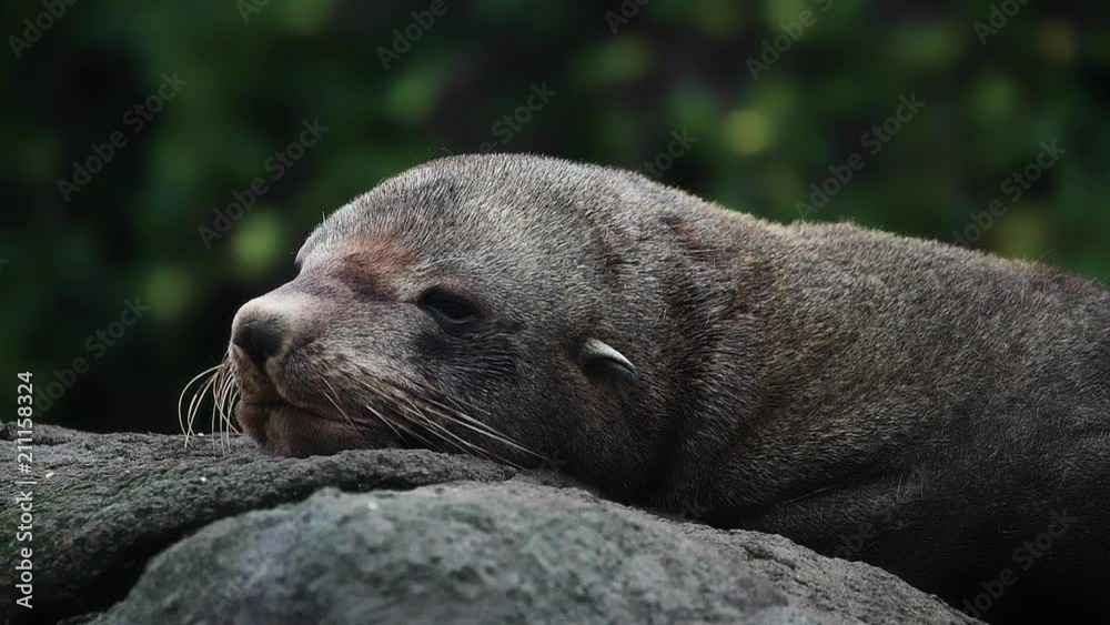 The head of the fur seal lies on a rock. Shevelev. The head of the fur seal lies on a rock. Shevelev.