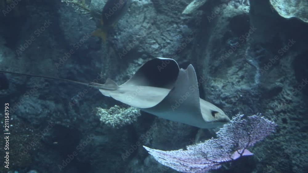 A Pacific cownose ray swimming in an aquarium.