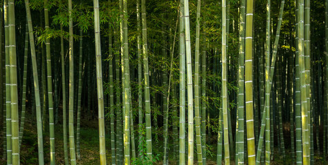 Keuken achterwand Bamboe Japans bamboebos in zacht licht  © forcdan
