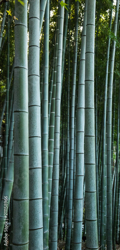 Fototapeta Naklejka Na Ścianę i Meble -  Bamboo forest, Japan