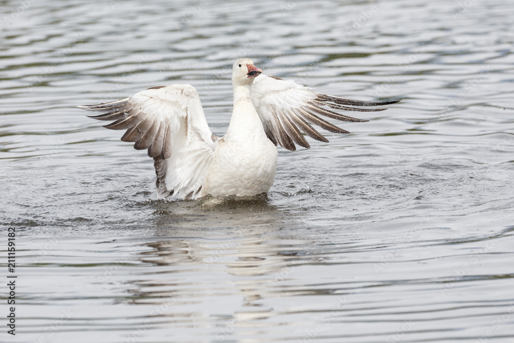 Fototapeta premium white snow goose