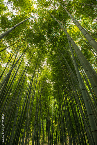 Bamboo forest  Japan