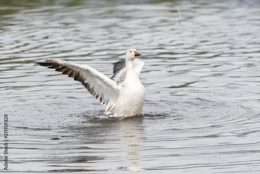Fototapeta premium white snow goose