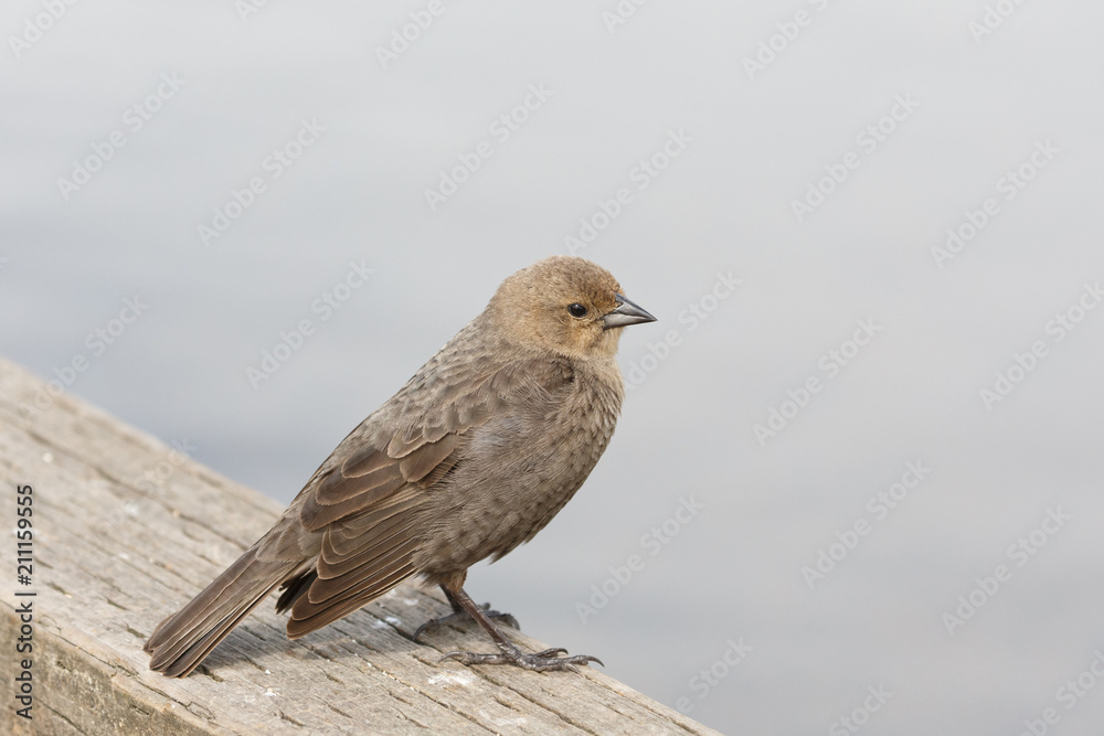 Brown headed cowbird Brown headed cowbird