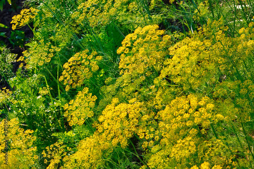 Close up yellow flowers of dill in vegetable garden. Background natural with fennel umbrella