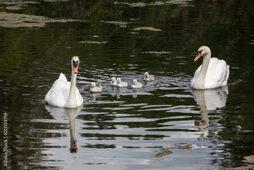 custom made wallpaper toronto digitalMute swan baby