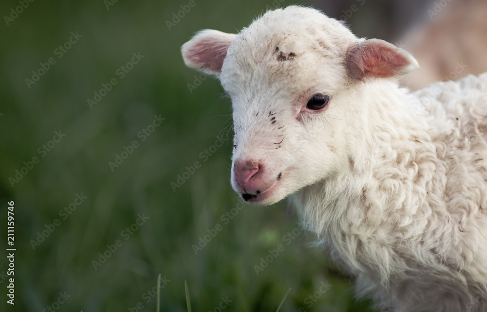 portrait of cute little lamb grazing in green spring meadow portrait of cute little lamb grazing in green spring meadow