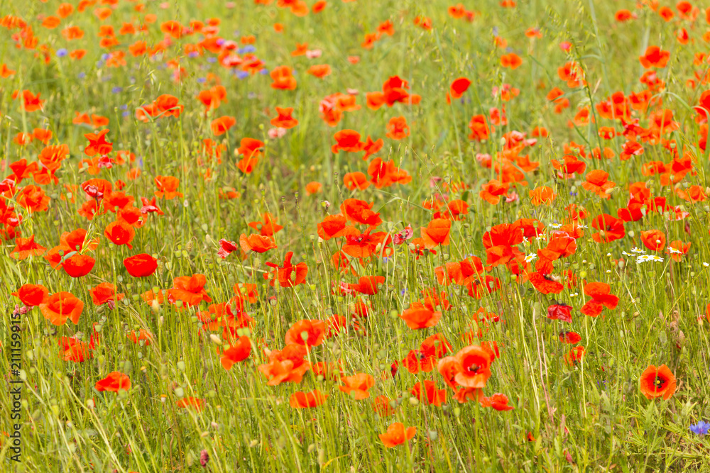 a fields full of blooming red poppies