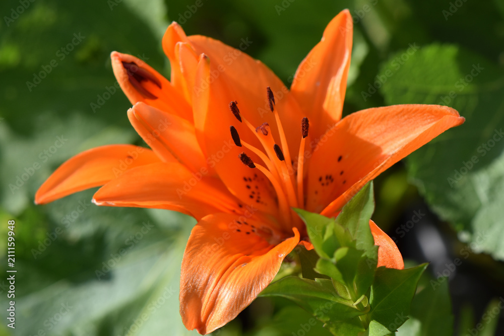 Close-up from blossom of orange lily (Lilium bulbiferum) Close-up from blossom of orange lily (Lilium bulbiferum)