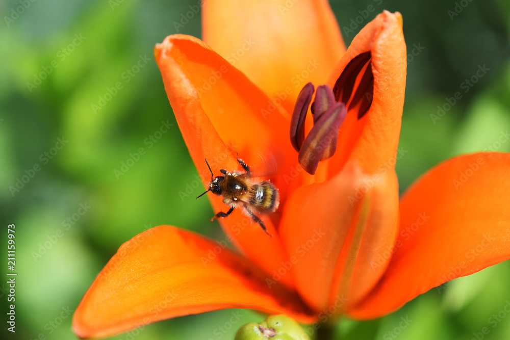Close-up of a honey bee just flying past the blossom of an orange lily (Lilium bulbiferum) Close-up of a honey bee just flying past the blossom of an orange lily (Lilium bulbiferum)