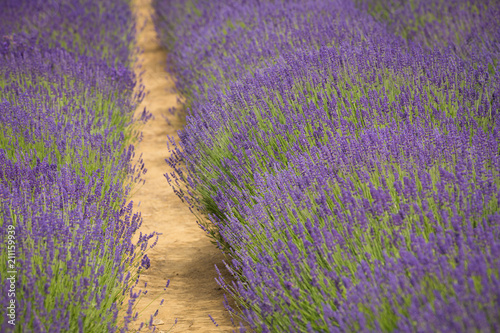 flourishing fields of lavender