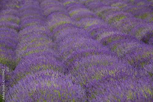 flourishing fields of lavender