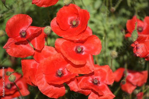 Close-up from blossoms of poppy (Papaver rhoeas)