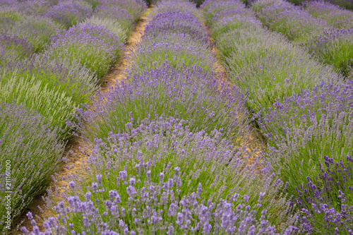 flourishing fields of lavender