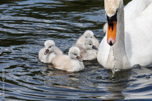 Fototapeta Naklejka Na Ścianę i Meble -  Mute swan baby