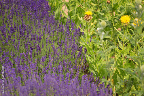 flourishing fields of lavender and ornate thistle