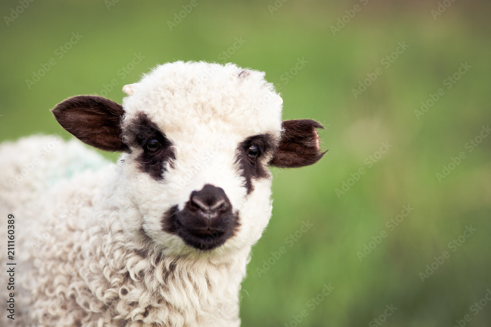 portrait of cute little lamb grazing in green spring meadow portrait of cute little lamb grazing in green spring meadow