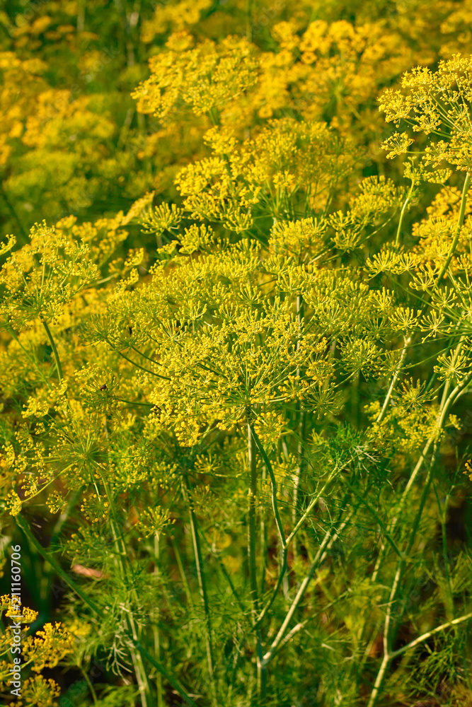 Yellow dill plant and flower as agricultural background sunset. Fresh green fennel