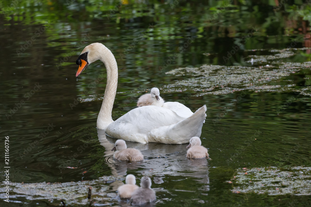 Fototapeta premium Mute swan baby