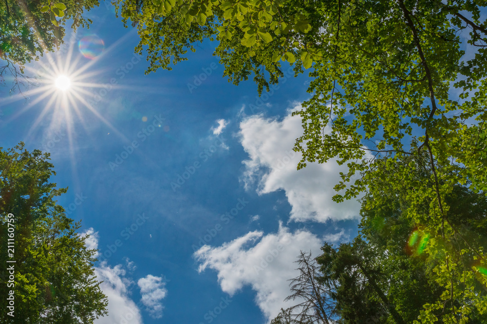 Obraz premium Sonnenstrahlen im Wald - Sommer Hintergrund