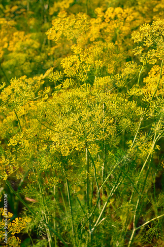 Yellow dill plant and flower as agricultural background sunset. Fresh green fennel