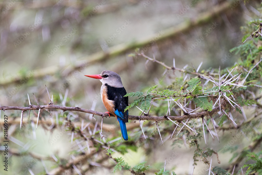Fototapeta premium Bird