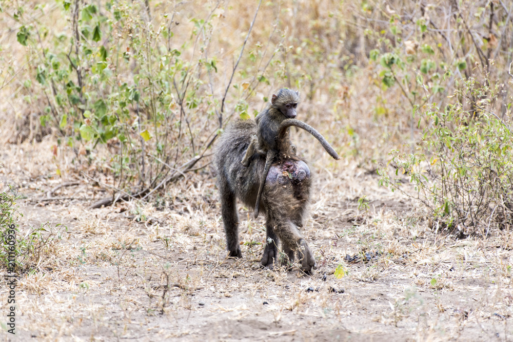 Ape ride