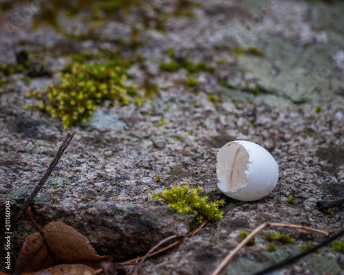 Broken eggshell on a mossy rock in a pine woods