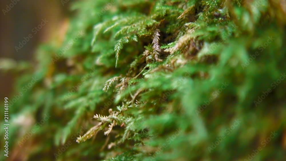 Beautiful Shot of Moses from the Forest, Cascades Beautiful Shot of Moses from the Forest, Cascades