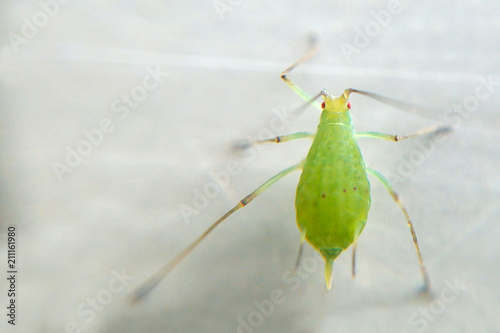 Aphids macro photo blurred background, green insect red eyes close-up