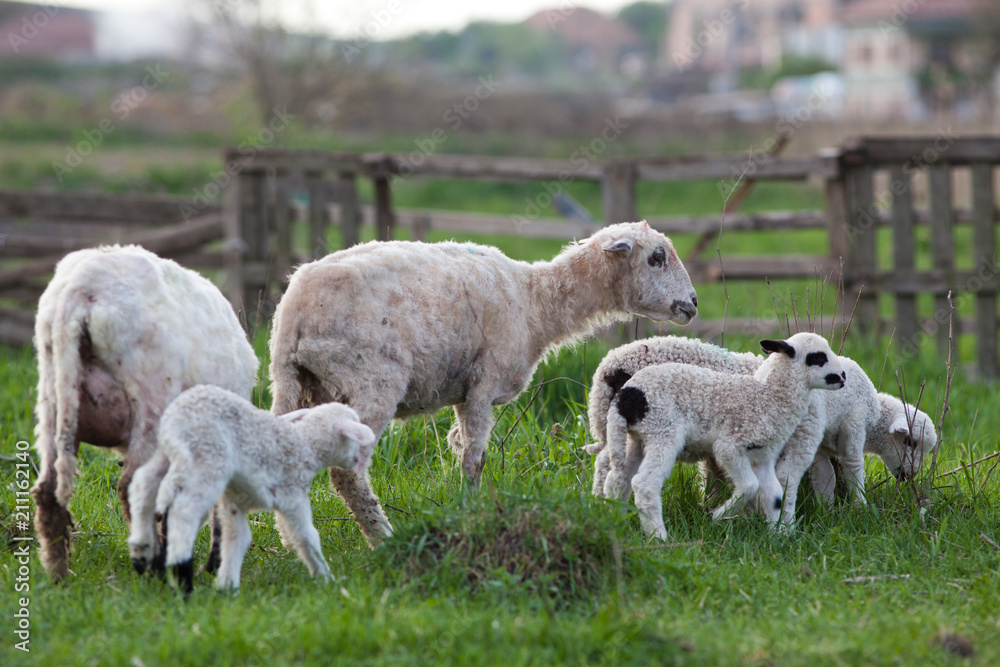 cute little lambs playing in green spring meadow cute little lambs playing in green spring meadow
