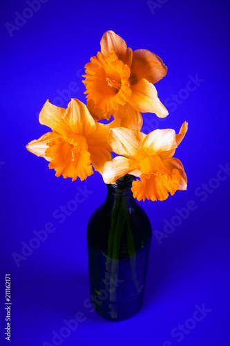 Fototapeta Naklejka Na Ścianę i Meble -  daffodils on blue background