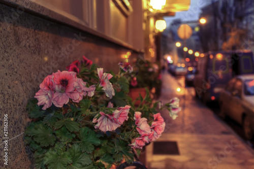 Photography moscow flower
