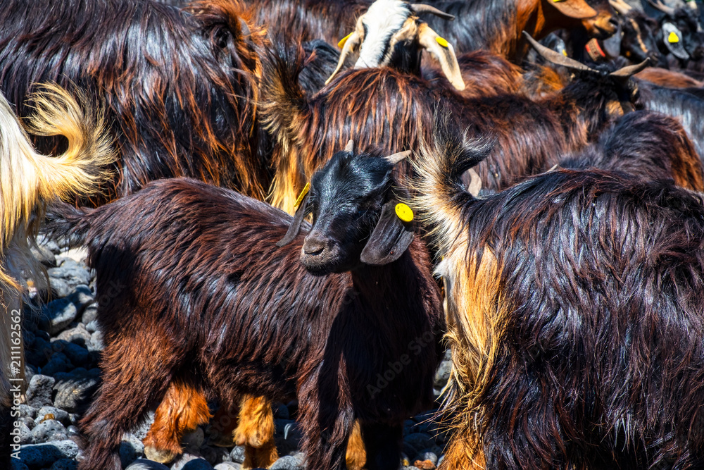 Fototapeta premium Ziegenbad - Eine alte Tradition der Guanchen wird in Puerto de la Cruz weitergeführt.