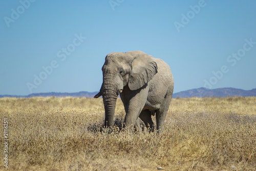 Big male elephant - Namibia  Southern Africa