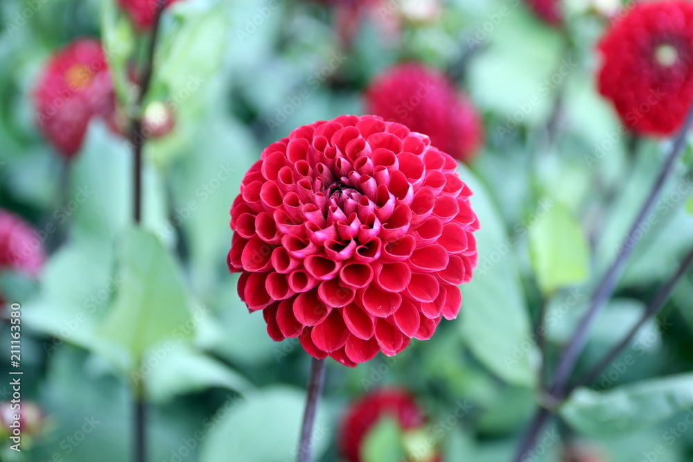 Dahlien Dahlien