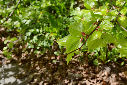 Wallpaper Mural New green leaves open on a lime tree Torontodigital.ca