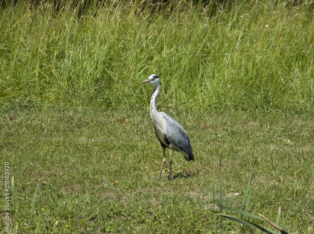 Fototapeta premium Heron at a pond in Drottningholm, Stockholm