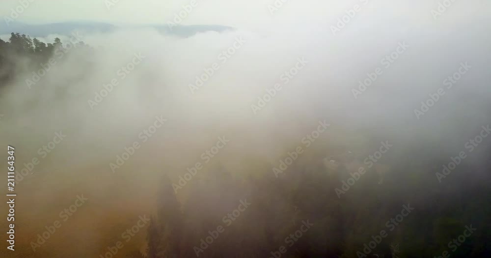 Aerial Descent through Trees of Redwood Forest Aerial Descent through Trees of Redwood Forest
