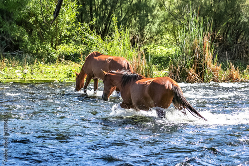 Wild horses in a river