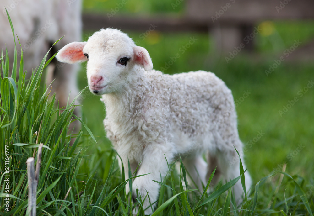 Obraz premium portrait of cute little lamb grazing in green spring meadow