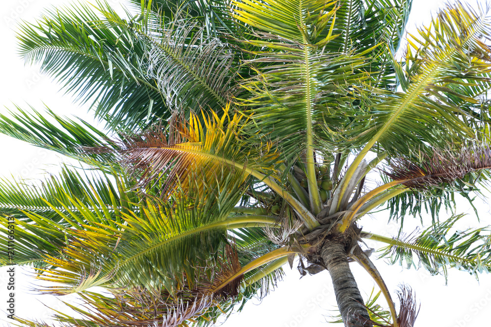 Fototapeta premium Palme Nahaufnahme von unten