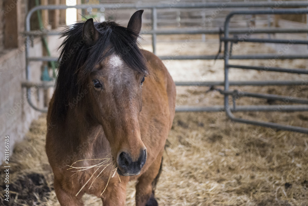 Naklejka premium Cheval à l'étable