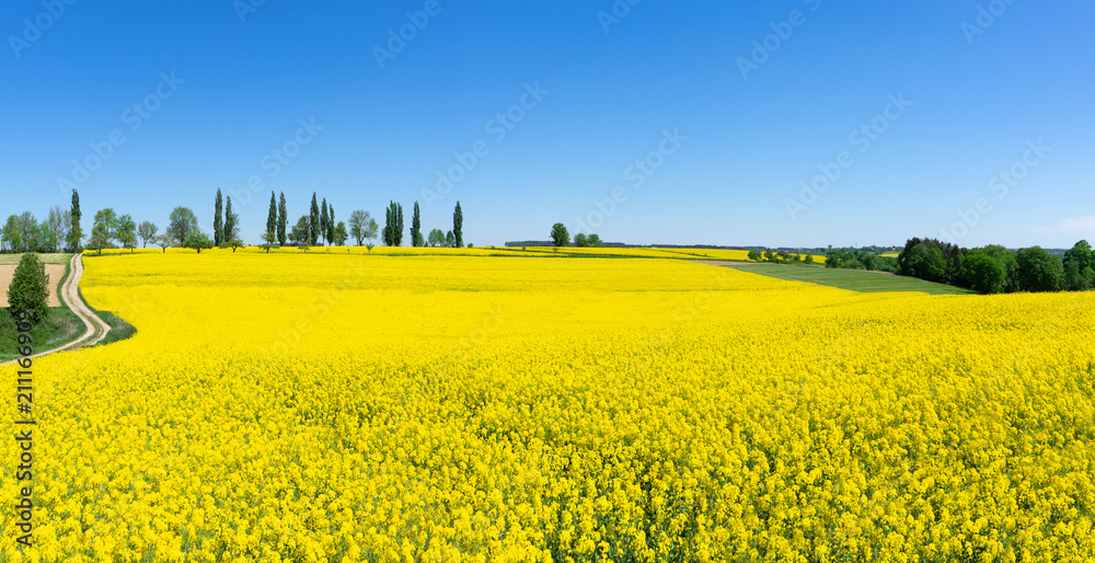 Ländliche Frühlingslandschaft mit blühendem Raps Ländliche Frühlingslandschaft mit blühendem Raps